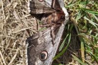 Saturnia pyri