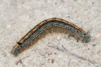 Malacosoma neustria