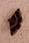Dysgonia algira