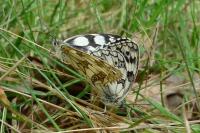 Melanargia galathea