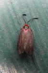 Aglaope infausta