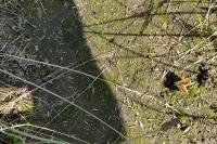 Lycaena phlaeas