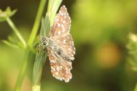 Pyrgus malvae