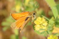Thymelicus lineola