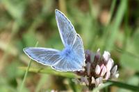 Polyommatus icarus