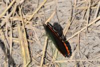 Vanessa atalanta