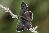 Lycaena tityrus