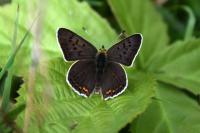 Lycaena tityrus