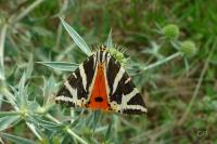 Euplagia quadripunctaria
