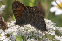 Lasiommata megera