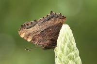 Nymphalis polychloros