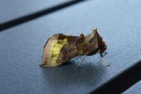 Diachrysia chrysitis