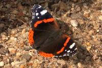 Vanessa atalanta