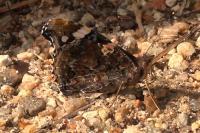 Vanessa atalanta
