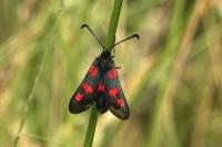 Zygaena trifolii