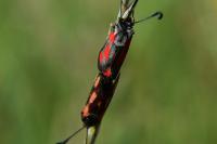 Zygaena sarpedon