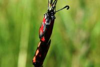 Zygaena sarpedon