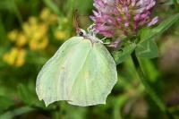Gonepteryx rhamni