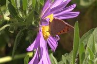 Lycaena phlaeas