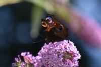 Aglais io