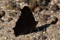 Aglais io