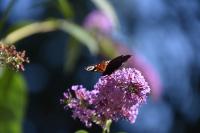 Aglais io