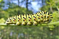 Papilio machaon