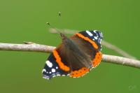 Vanessa atalanta