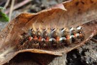 Acronicta rumicis