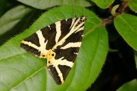 Euplagia quadripunctaria