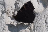 Aglais io