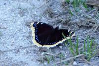 Nymphalis antiopa