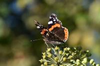 Vanessa atalanta