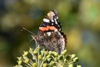 Vanessa atalanta