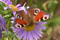 Aglais io