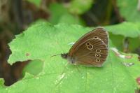Aphantopus hyperantus