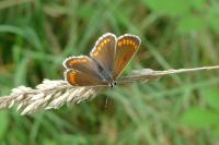 Aricia agestis