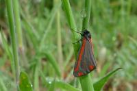 Tyria jacobaeae