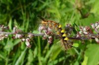Orgyia antiqua