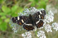 Araschnia levana