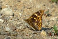 Apatura ilia