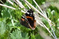 Vanessa atalanta