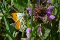 Anthocharis cardamines