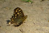Pararge aegeria