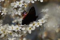 Aglais io
