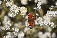 Aglais io