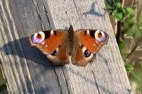 Aglais io