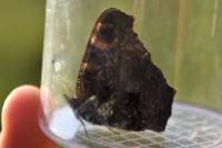 Aglais io