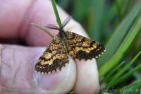 Ematurga atomaria