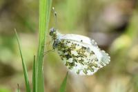 Anthocharis cardamines